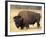 Bison Bull Grazes in a Meadow in Yellowstone National Park, Montana, USA-Steve Kazlowski-Framed Photographic Print