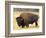 Bison Bull Grazes in a Meadow in Yellowstone National Park, Montana, USA-Steve Kazlowski-Framed Photographic Print