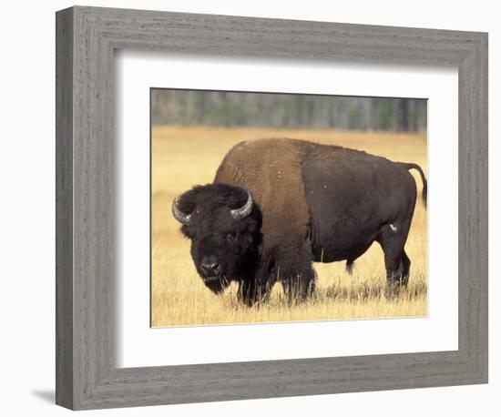 Bison Bull Grazes in a Meadow in Yellowstone National Park, Montana, USA-Steve Kazlowski-Framed Photographic Print