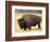 Bison Bull Grazes in a Meadow in Yellowstone National Park, Montana, USA-Steve Kazlowski-Framed Photographic Print