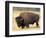 Bison Bull Grazes in a Meadow in Yellowstone National Park, Montana, USA-Steve Kazlowski-Framed Photographic Print