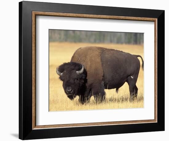 Bison Bull Grazes in a Meadow in Yellowstone National Park, Montana, USA-Steve Kazlowski-Framed Photographic Print