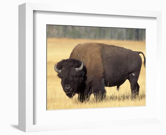 Bison Bull Grazes in a Meadow in Yellowstone National Park, Montana, USA-Steve Kazlowski-Framed Photographic Print