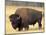 Bison Bull Grazes in a Meadow in Yellowstone National Park, Montana, USA-Steve Kazlowski-Mounted Photographic Print