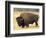 Bison Bull Grazes in a Meadow in Yellowstone National Park, Montana, USA-Steve Kazlowski-Framed Photographic Print