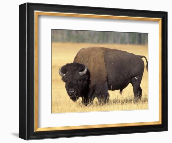 Bison Bull Grazes in a Meadow in Yellowstone National Park, Montana, USA-Steve Kazlowski-Framed Photographic Print