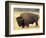 Bison Bull Grazes in a Meadow in Yellowstone National Park, Montana, USA-Steve Kazlowski-Framed Photographic Print