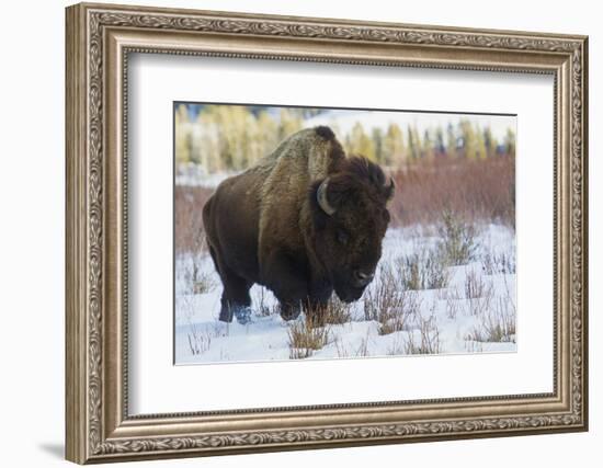 Bison Bull. Late Winter-Ken Archer-Framed Photographic Print