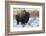 Bison Bull. Late Winter-Ken Archer-Framed Photographic Print