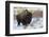 Bison Bull. Late Winter-Ken Archer-Framed Photographic Print