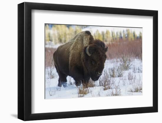 Bison Bull. Late Winter-Ken Archer-Framed Photographic Print