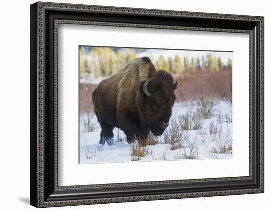 Bison Bull. Late Winter-Ken Archer-Framed Photographic Print