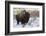 Bison Bull. Late Winter-Ken Archer-Framed Photographic Print