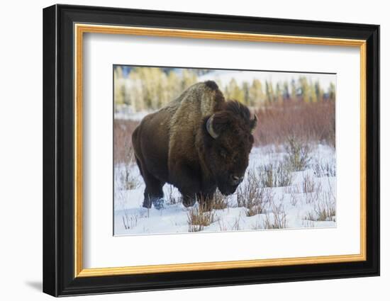 Bison Bull. Late Winter-Ken Archer-Framed Photographic Print