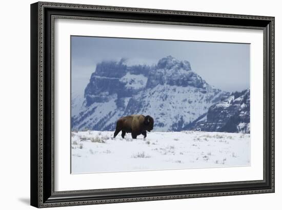 Bison bull on the move-Ken Archer-Framed Photographic Print