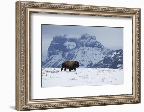 Bison bull on the move-Ken Archer-Framed Photographic Print