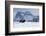 Bison bull on the move-Ken Archer-Framed Photographic Print