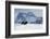 Bison bull on the move-Ken Archer-Framed Photographic Print