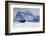 Bison bull on the move-Ken Archer-Framed Photographic Print