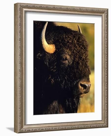 Bison Bull Portrait-Chuck Haney-Framed Photographic Print