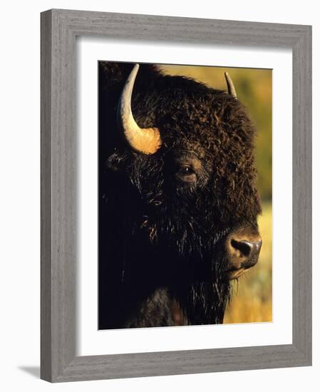 Bison Bull Portrait-Chuck Haney-Framed Photographic Print