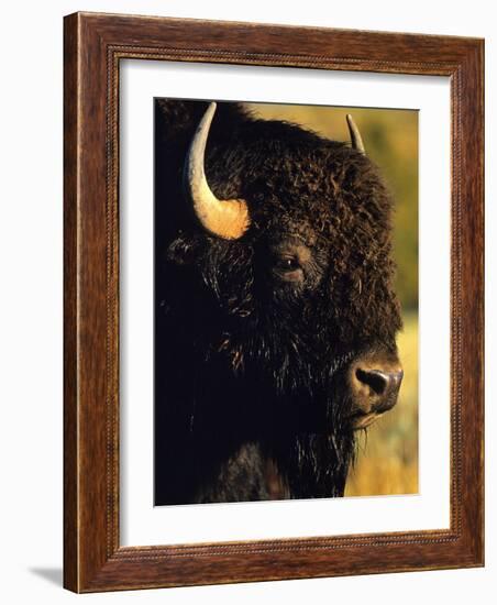 Bison Bull Portrait-Chuck Haney-Framed Photographic Print