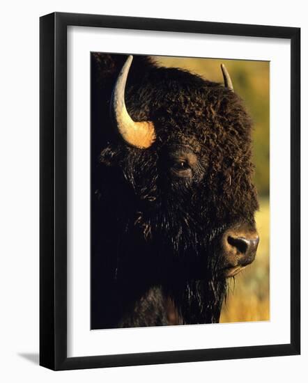 Bison Bull Portrait-Chuck Haney-Framed Photographic Print