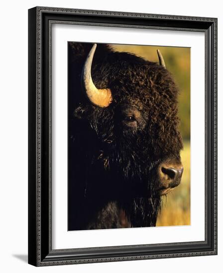 Bison Bull Portrait-Chuck Haney-Framed Photographic Print