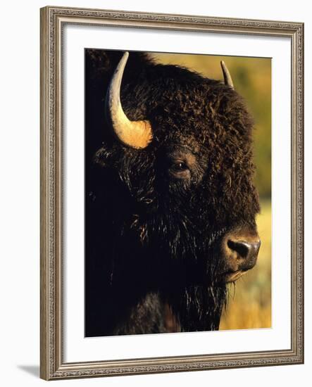 Bison Bull Portrait-Chuck Haney-Framed Photographic Print