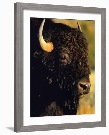 Bison Bull Portrait-Chuck Haney-Framed Photographic Print