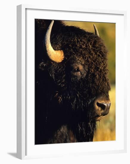 Bison Bull Portrait-Chuck Haney-Framed Photographic Print