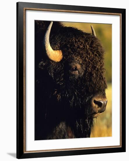 Bison Bull Portrait-Chuck Haney-Framed Photographic Print