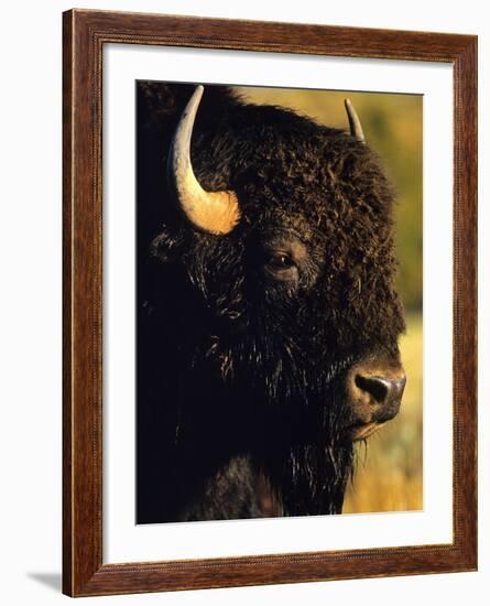 Bison Bull Portrait-Chuck Haney-Framed Photographic Print