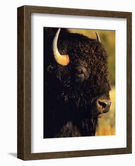 Bison Bull Portrait-Chuck Haney-Framed Photographic Print