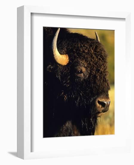 Bison Bull Portrait-Chuck Haney-Framed Photographic Print