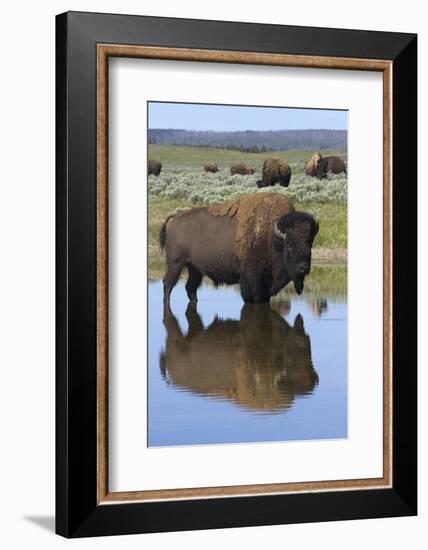 Bison Bull Reflecting-Ken Archer-Framed Photographic Print