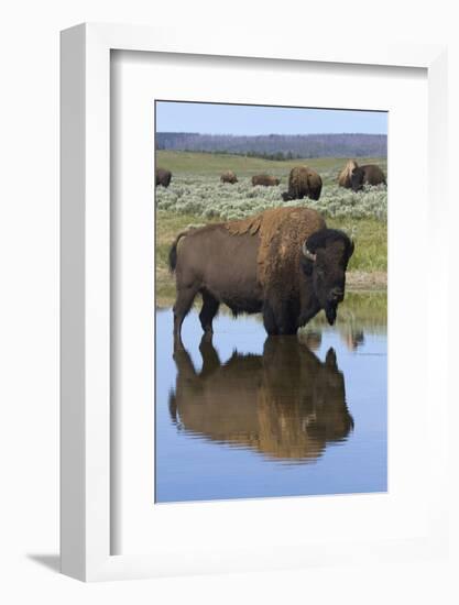 Bison Bull Reflecting-Ken Archer-Framed Photographic Print