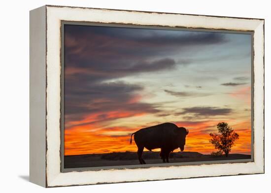 Bison Bull Silhouette, Theodore Roosevelt NP, North Dakota, USA-Chuck Haney-Framed Premier Image Canvas