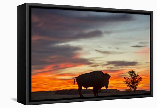 Bison Bull Silhouette, Theodore Roosevelt NP, North Dakota, USA-Chuck Haney-Framed Premier Image Canvas