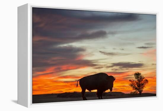 Bison Bull Silhouette, Theodore Roosevelt NP, North Dakota, USA-Chuck Haney-Framed Premier Image Canvas