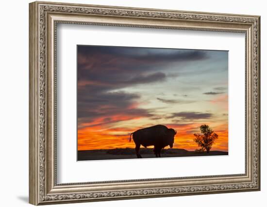 Bison Bull Silhouette, Theodore Roosevelt NP, North Dakota, USA-Chuck Haney-Framed Photographic Print