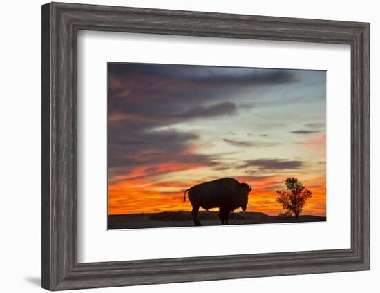 Bison Bull Silhouette, Theodore Roosevelt NP, North Dakota, USA-Chuck Haney-Framed Photographic Print