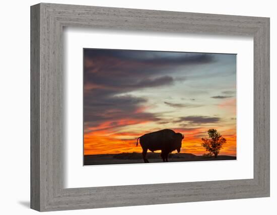 Bison Bull Silhouette, Theodore Roosevelt NP, North Dakota, USA-Chuck Haney-Framed Photographic Print