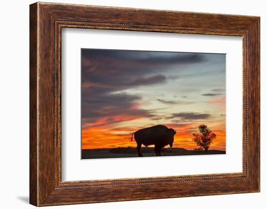 Bison Bull Silhouette, Theodore Roosevelt NP, North Dakota, USA-Chuck Haney-Framed Photographic Print