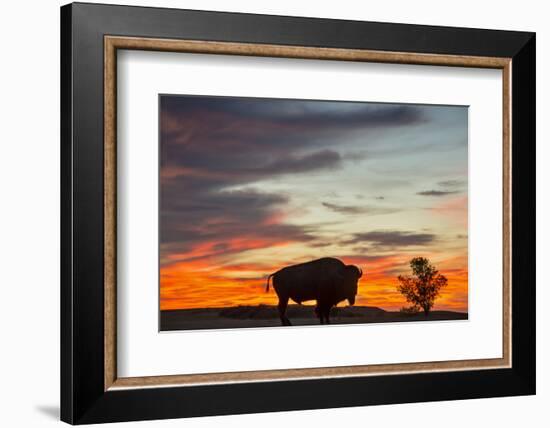 Bison Bull Silhouette, Theodore Roosevelt NP, North Dakota, USA-Chuck Haney-Framed Photographic Print