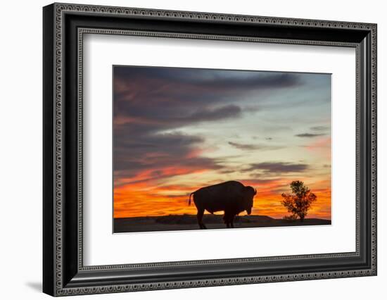 Bison Bull Silhouette, Theodore Roosevelt NP, North Dakota, USA-Chuck Haney-Framed Photographic Print