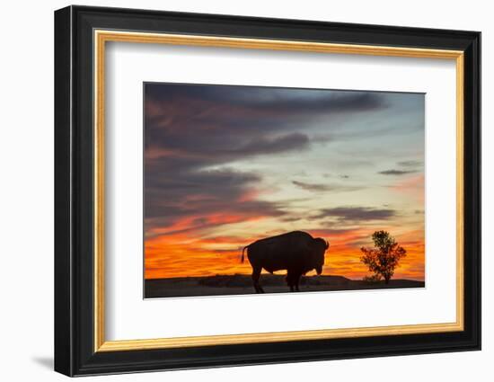 Bison Bull Silhouette, Theodore Roosevelt NP, North Dakota, USA-Chuck Haney-Framed Photographic Print