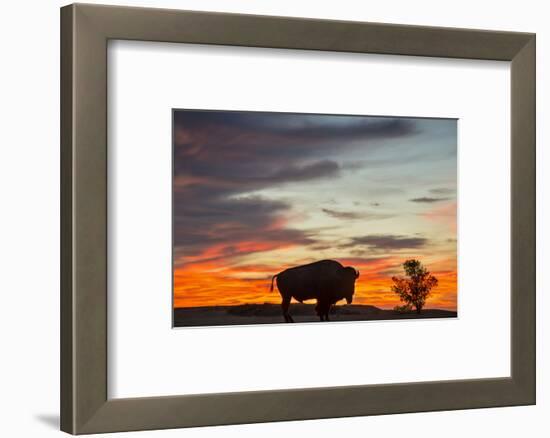 Bison Bull Silhouette, Theodore Roosevelt NP, North Dakota, USA-Chuck Haney-Framed Photographic Print