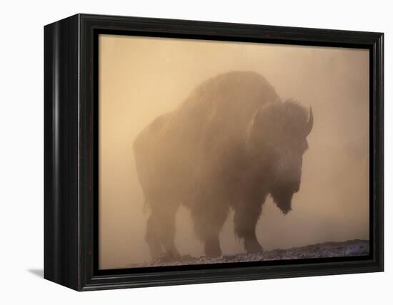 Bison, Bull Silhouetted in Dawn Mist, Yellowstone National Park, USA-Pete Cairns-Framed Premier Image Canvas