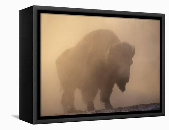 Bison, Bull Silhouetted in Dawn Mist, Yellowstone National Park, USA-Pete Cairns-Framed Premier Image Canvas